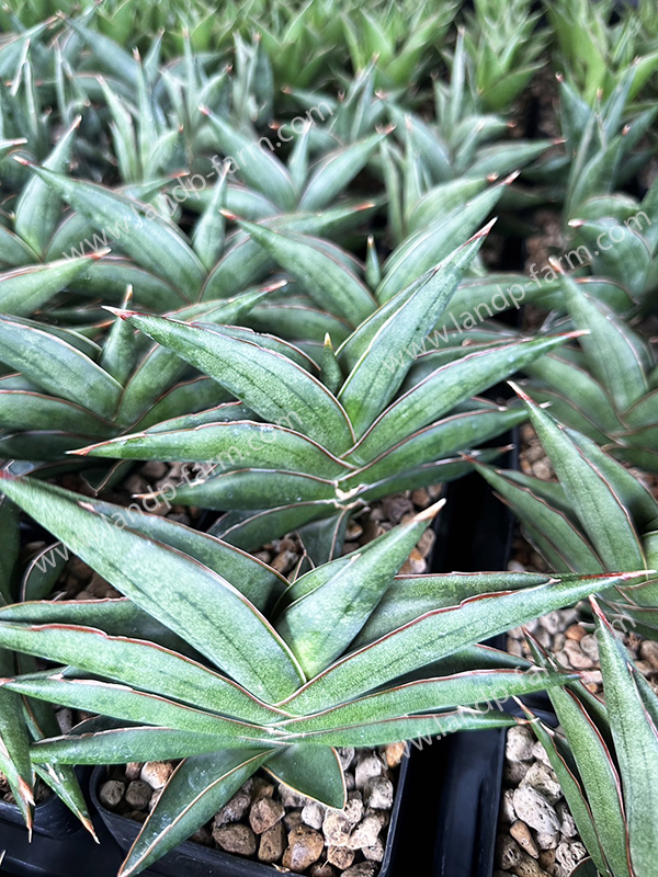 Sansevieria Sawadee <br>SAN-023<br>              