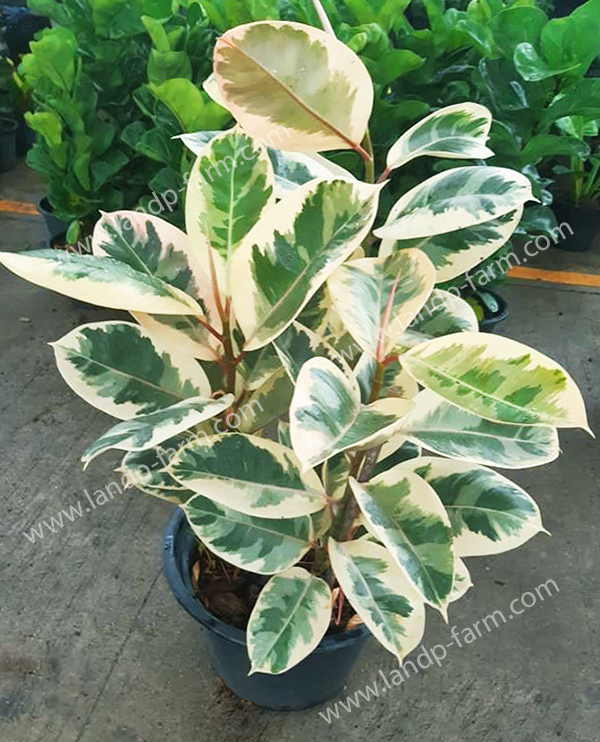 Ficus Elastica Tineke<br>FT-006<br>              