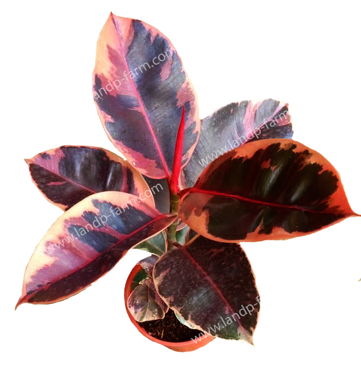 Ficus Elastica Ruby<br>FT-007<br>              