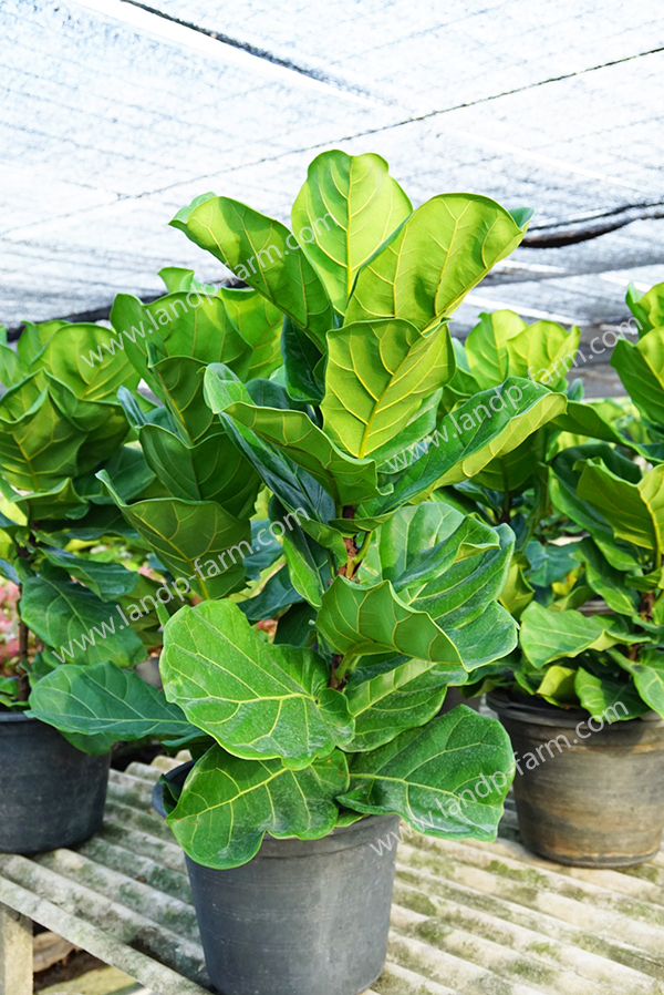 Ficus lyrata <br>(Fiddle leafs fig tree)<br>FT-002<br>              