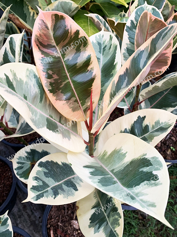 Ficus Elastica Pink variegated<br>FT-010<br>              