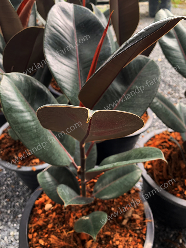 Ficus Elastica Black<br>FT-001<br>              