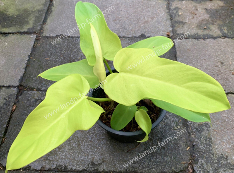 Philodendron bipennifolium aurea, Golden violin <br>PLD-029<br>              