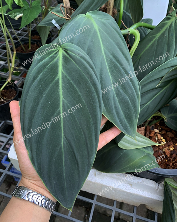 Philodendron Gigas<br>PLD-027<br>              