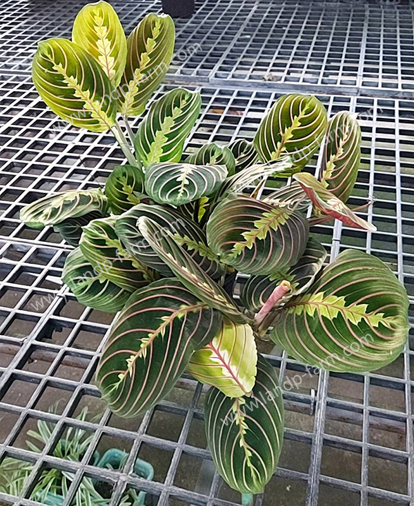 Maranta<br>CAL-018<br>              