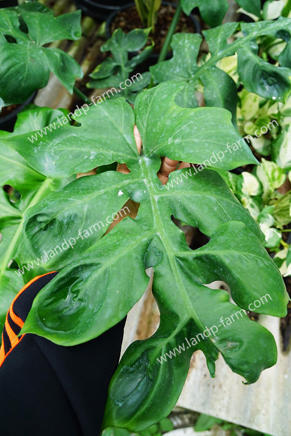 Philodendron Distantilobum<br>PLD-040<br>              