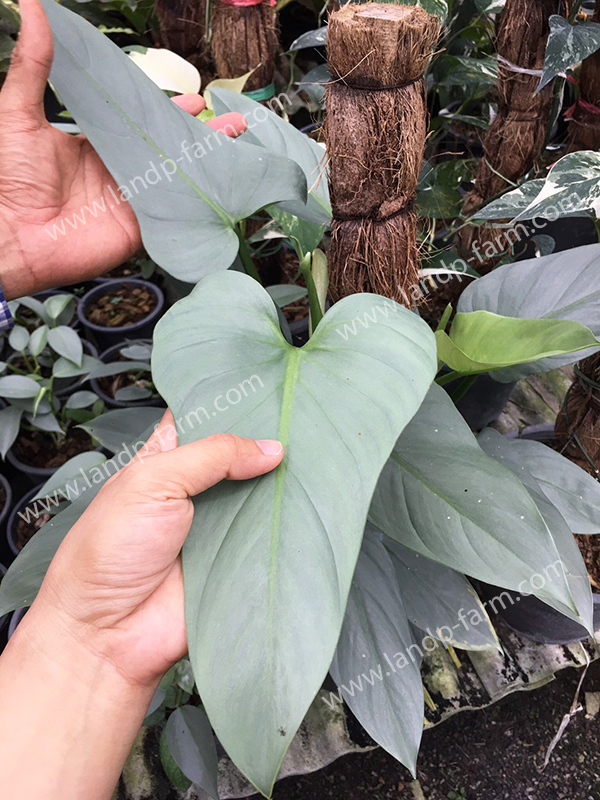 Philodendron silver sword<br>PLD-016<br>              