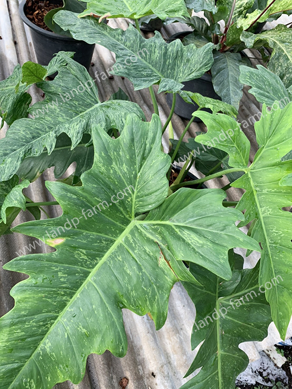 Philodendron Minarum<br>PLD-015<br>              