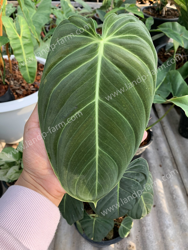 Philodendron Melanochrysum<br>PLD-043<br>              