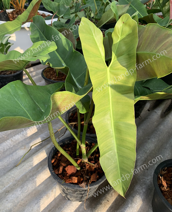 Philodendron Brown black<br>PLD-046<br>              
