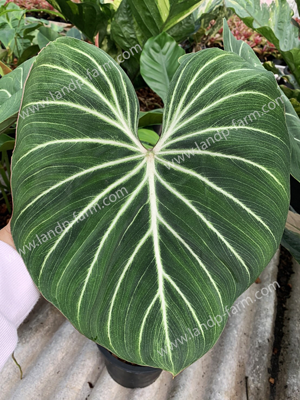 Philodendron Gloriosum silver<br>PLD-032<br>              