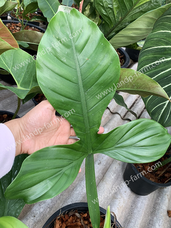 Philodendron Applanatum<br>PLD-045<br>              