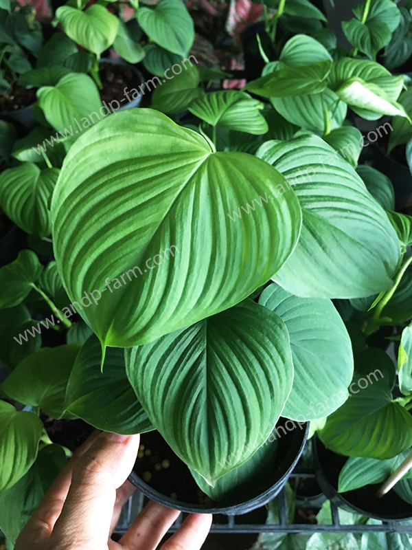 Philodendron fibraecataphyllum (Peru)<br>PLD-050<br>              