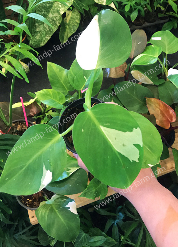 Philodendron White wizard<br>PLD-012<br>              