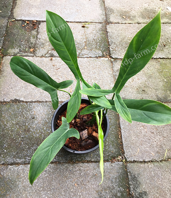 Philodendron 69686<br>PLD-047<br>              