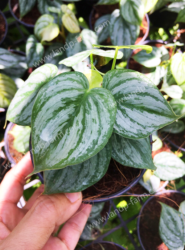 Philodendron Brandtianum<br>PLD-051<br>              