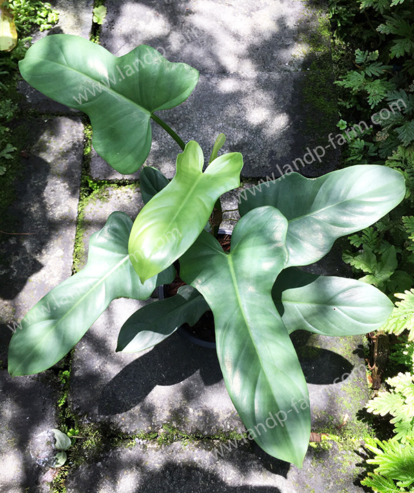 Philodendron bipennifolium glaucous<br>PLD-055<br>              