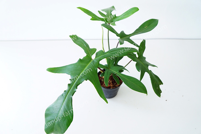 Philodendron Florida ghost<br>PLD-054<br>              