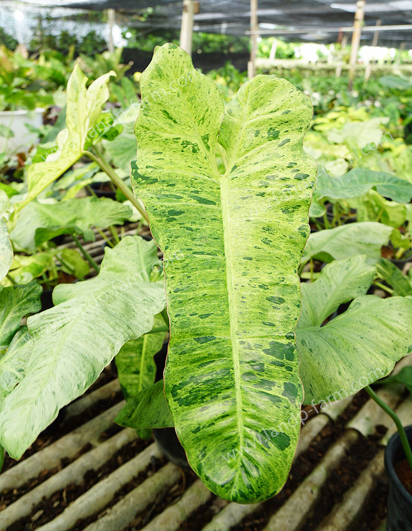 Philodendron Paraiso verde<br>PLD-042<br>              