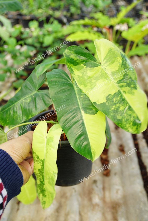 Philodendron burle marx<br>PLD-020<br>              