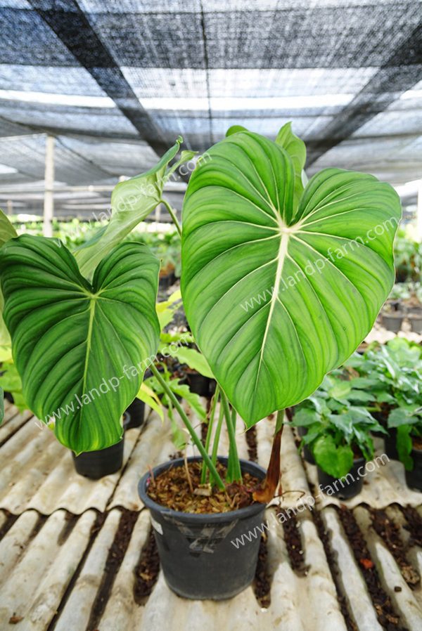 Philodendron pastazanum<br>PLD-028<br>              