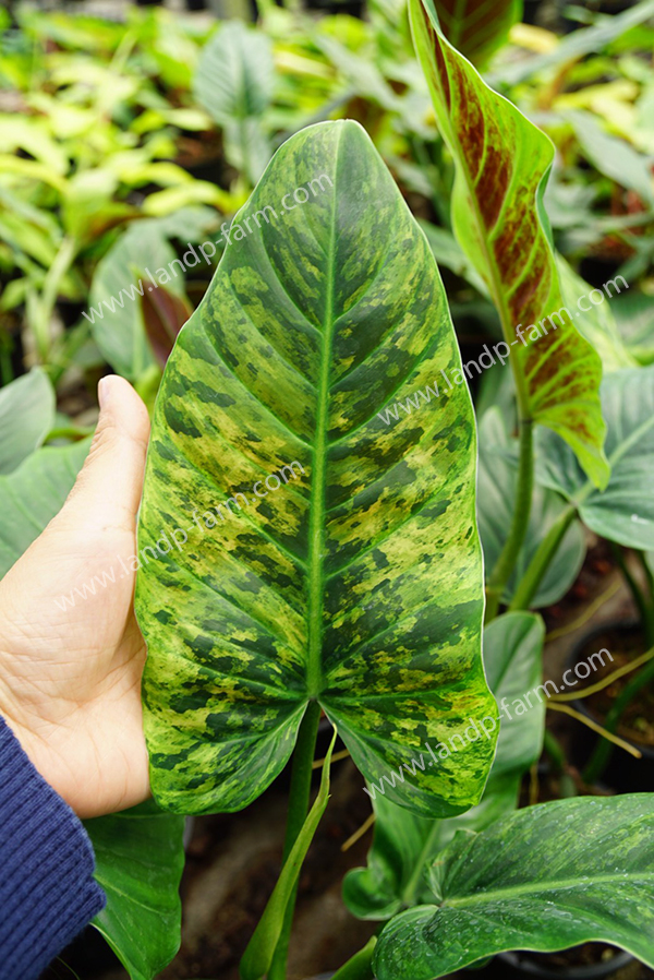 Philodendron Subhastatum variegated<br>PLD-057<br>              