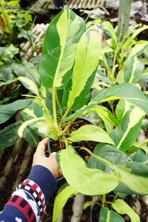 Philodendron Thai sunlight variegated<br>PLD-009<br>              