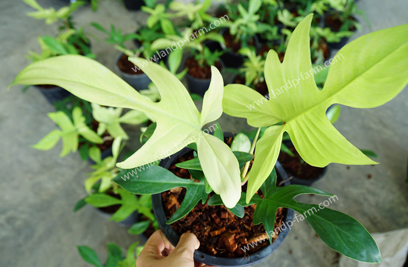 Philodendron Florida ghost mint<br>PLD-036<br>              