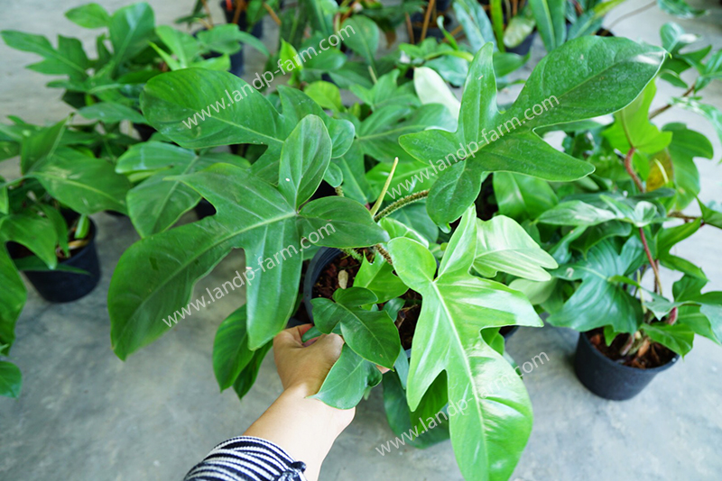 Philodendron squamiferum<br>PLD-030<br>              