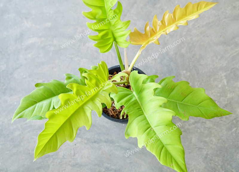 Philodendron Ring of fire gold<br>PLD-056<br>              