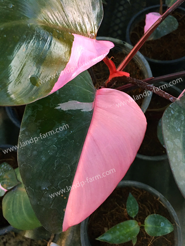 Philodendron pink princess<br>PLD-038<br>              