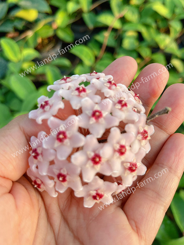 Hoya Carnosa white<br>HY-009<br>              