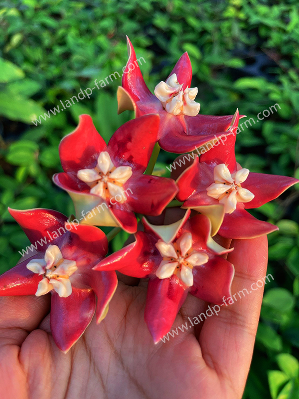 Hoya Imperialis red flower<br>HY-008<br>              