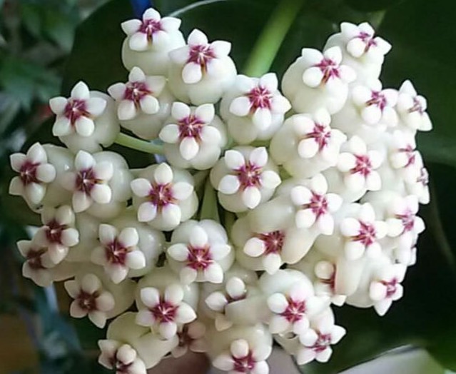 Hoya Pachyclada Red corona<br>HY-018<br>              