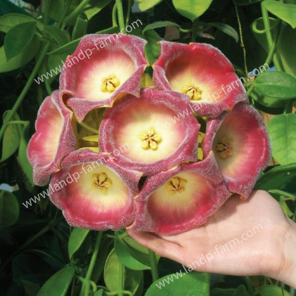 Hoya Lauterbachii <br>(Hoya Giant flower)<br>HY-019<br>              