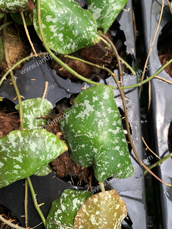 Hoya Imbricata<br>HY-022</br>              