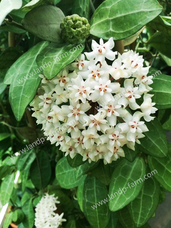 Hoya Elliptica<br>HY-024<br>              