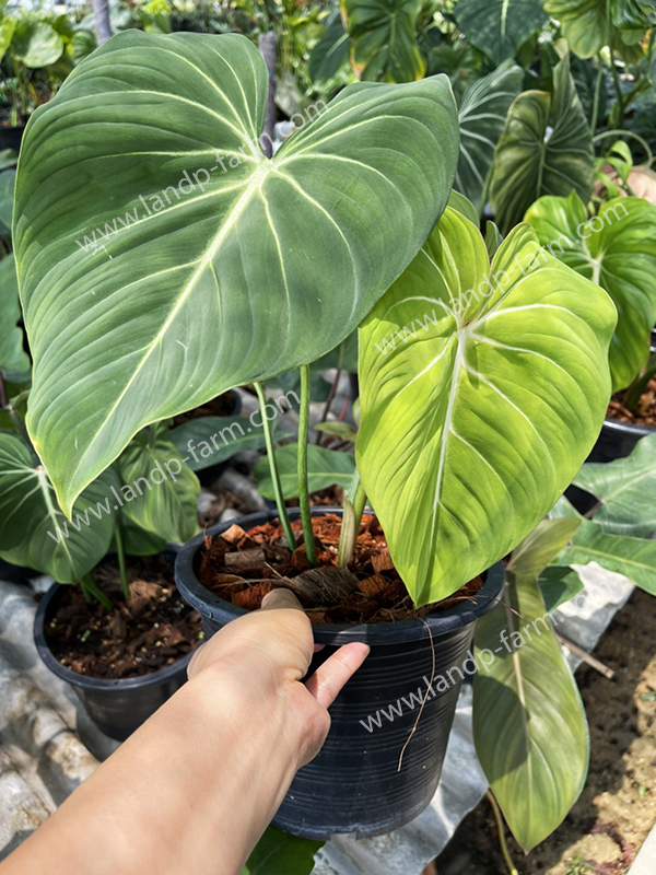 Philodendron Gloriosum<br>PLD-060<br>              