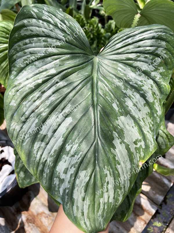 Philodendron Mamei silver<br>PLD-058<br>              