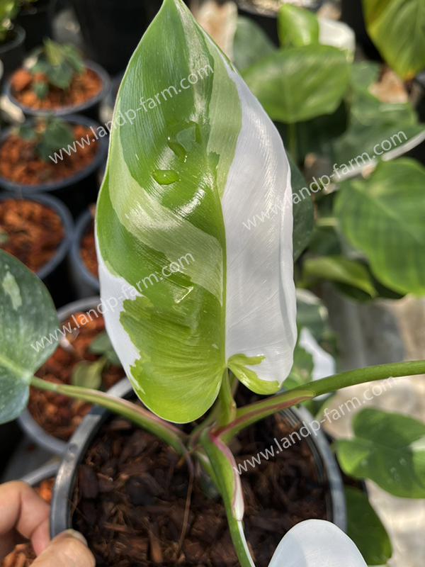Philodendron White princess<br>PLD-059<br>              