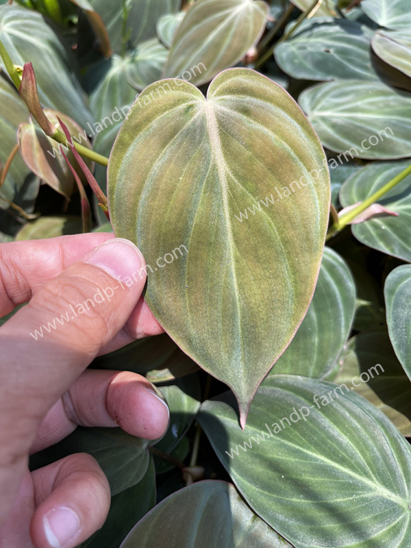 Philodendron Micans<br>PLD-061<br>              