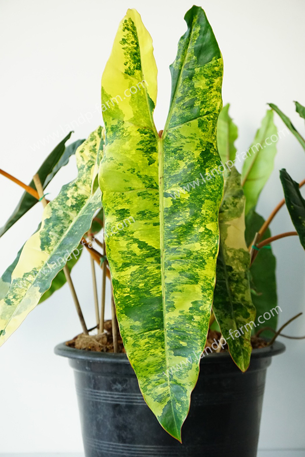 Philodendron Billietiae variegated<br>PLD-021<br>              