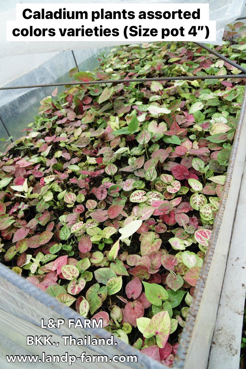 Caladium plants <br>Mix color<br>              