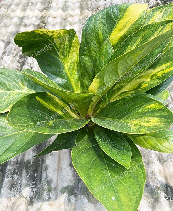 Anthurium yellow variegated <br>FA-018<br>              
