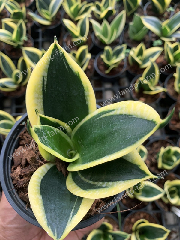 Sansevieria Black star <br>SAN-014<br>              