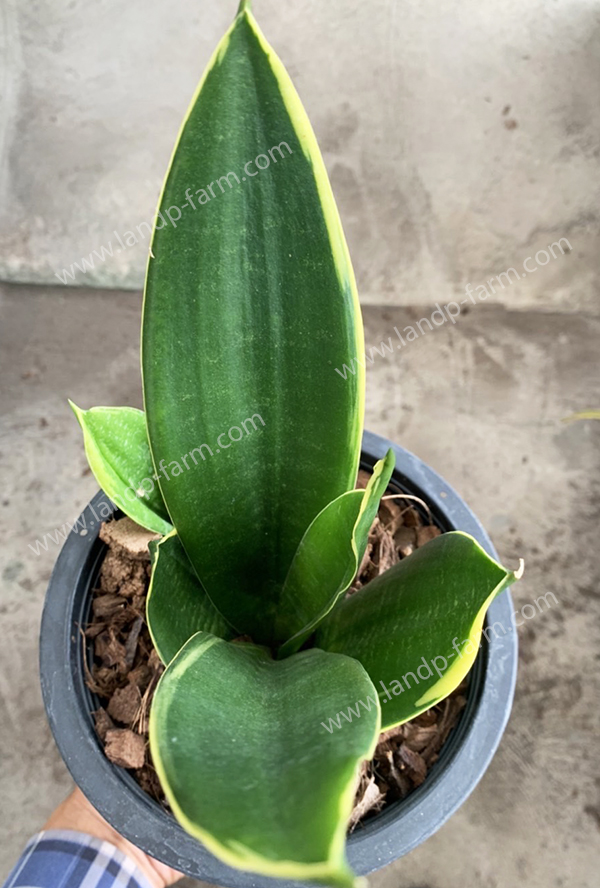 Sansevieria Trifasciata <br>Black gold <br>SAN-013<br>              