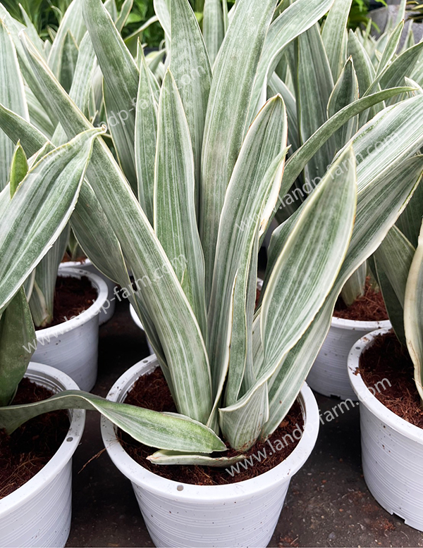 Sansevieria Trifasciata <br>Silver queen <br>SAN-017<br>              