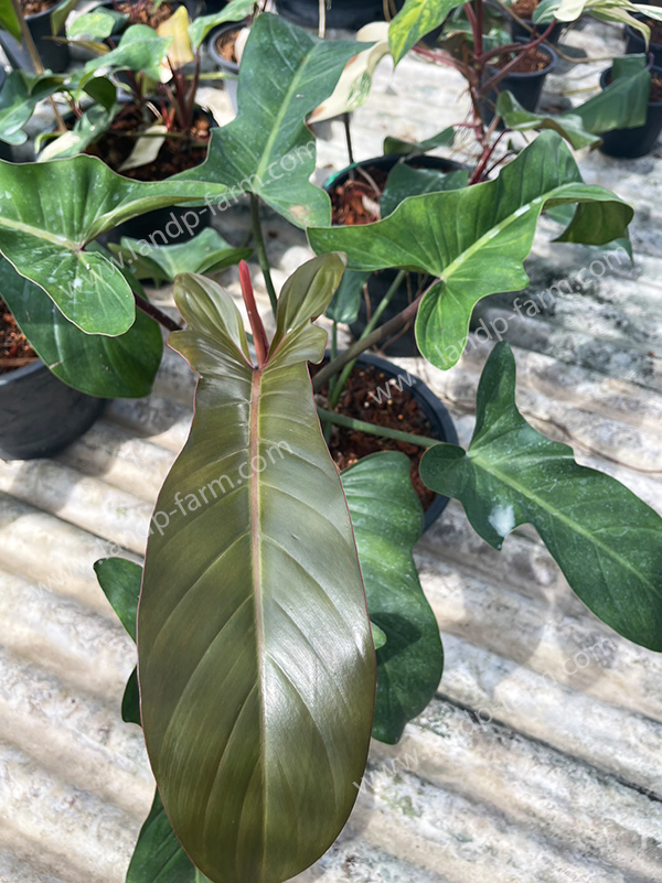Philodendron Florida bronze<br>PLD-063<br>              