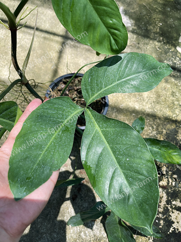 Philodendron Tripartitum<br>PLD-062<br>              
