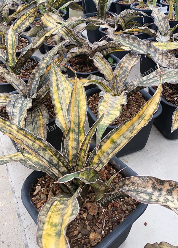 Sansevieria Kirkii Coppertone Variegated <br>SAN-018<br>              